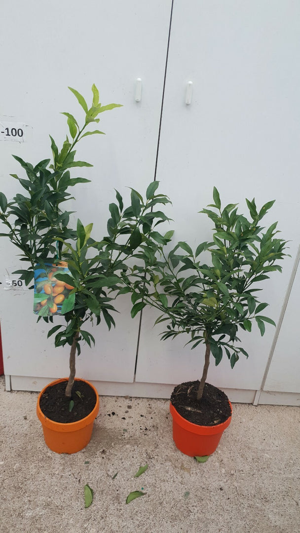 PIANTA DI KUMQUAT (MANDARINO CINESE)  vaso 20 cm COLORATO (foto reali)