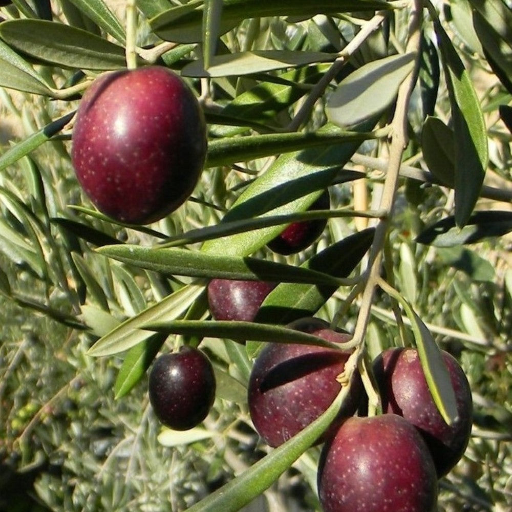 PIANTA DI ULIVO MAURINO  in vaso 20/fitocella età 2/3 anni