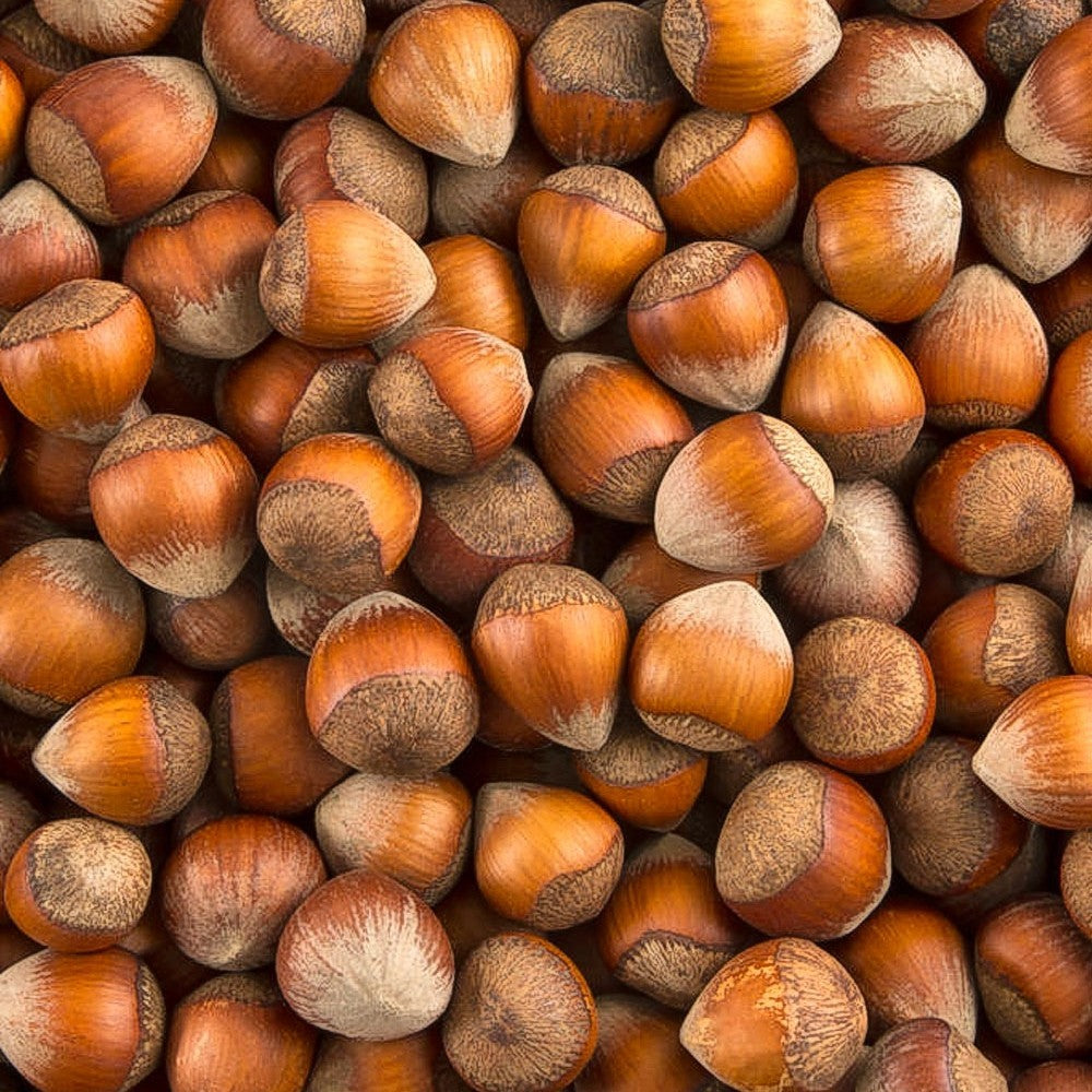 PIANTA DA FRUTTO NOCCIOLO MORTARELLA in vaso 20 età 2/3 anni (foto reali)