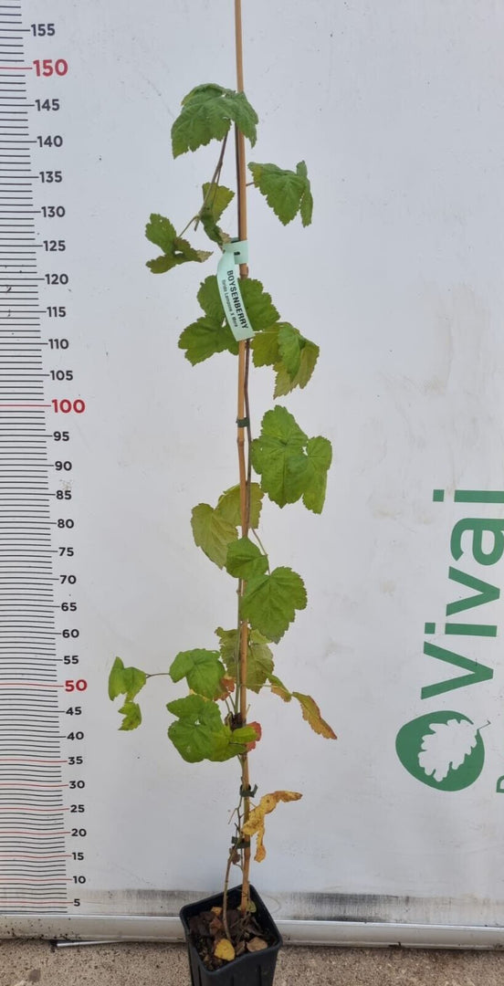 PIANTA DI BOYSENBERRY in vaso 18 (foto reale)