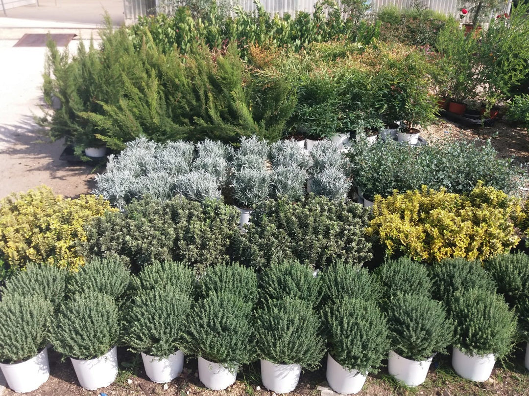 N. 2 PIANTE DI THYMUS OFFICINALIS VULGARIS vaso 18
