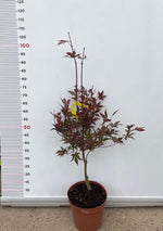 Carica immagine nel visualizzatore Galleria, PIANTA DI ACER PALMATUM  IN VASO 22 CM  (foto reali)