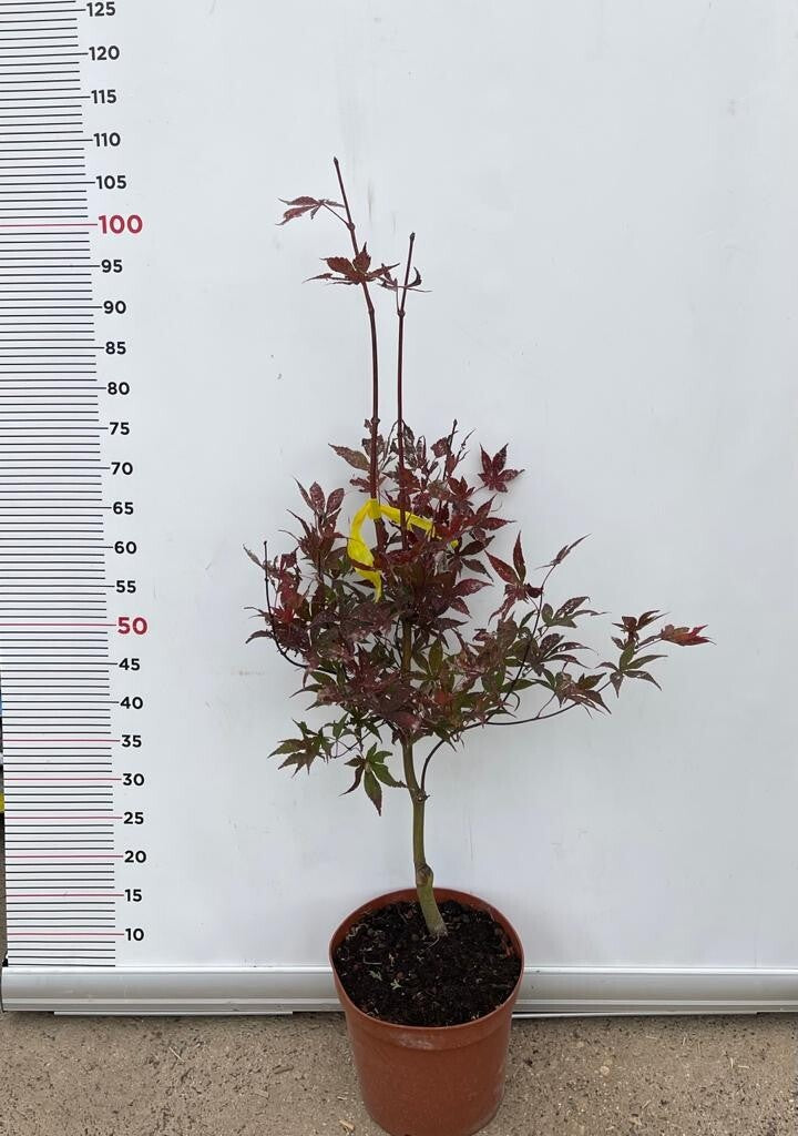 PIANTA DI ACER PALMATUM  IN VASO 22 CM  (foto reali)