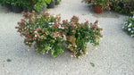 Carica immagine nel visualizzatore Galleria, PIANTA DI ABELIA GRANDIFLORA VASO CM 16  (foto reale)