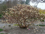 Carica immagine nel visualizzatore Galleria, PIANTA DI EDGEWORTHIA CHRYSANTHA VASO CLT 55 H. 100/125