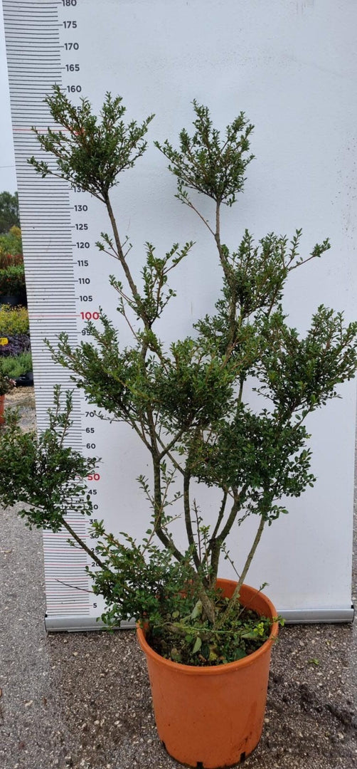 PIANTA DI ILEX CRENATA PON PON IN VASO CLT 25   (foto reali) AGRIFOGLIO