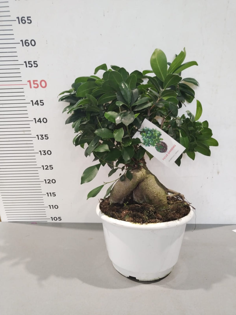 PIANTA - BONSAI  DI FICUS GINSENG (foto reale)