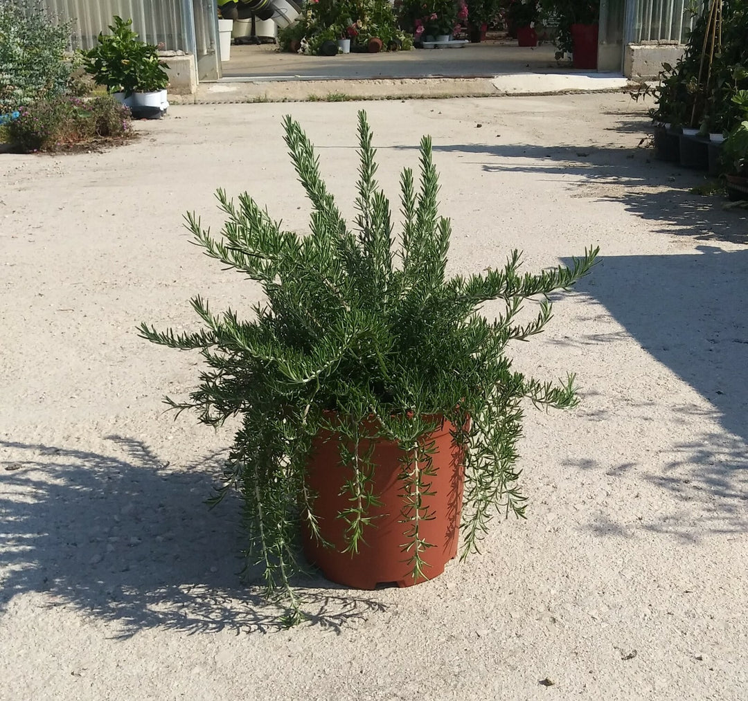 PIANTA DI ROSMARINO PROSTRATO  vaso 18 cm