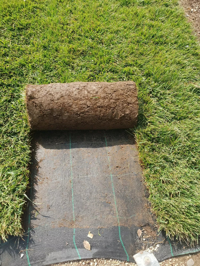 PRATO INGLESE NATURALE A ROTOLI 2 METRO QUADRO ( festuca + poa )