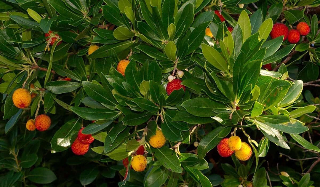 PIANTA DI CORBEZZOLO ARBUTUS UNEDO IN VASO24 cm (foto reale) ALTEZZA 80 CM