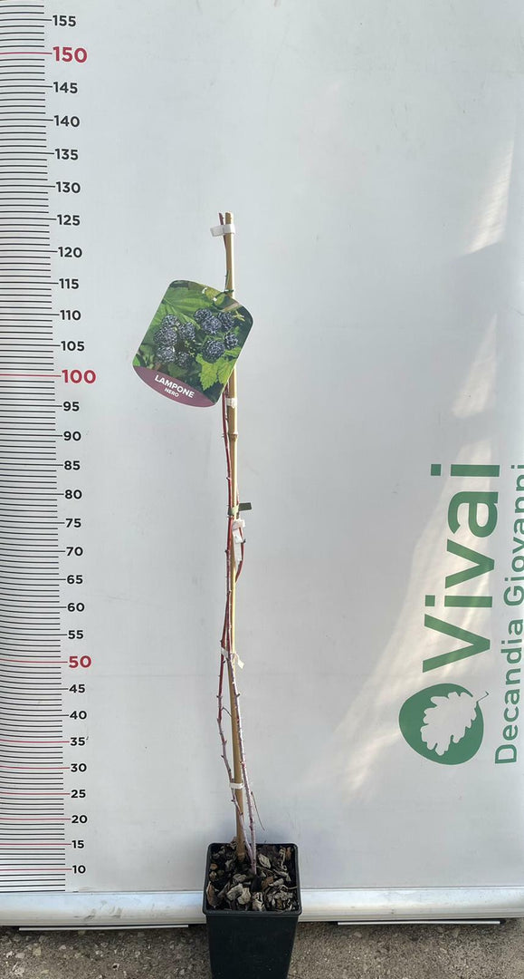 PIANTA DI LAMPONE NERO in vaso 16/18 (foto reali)