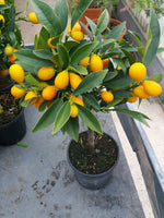 Carica immagine nel visualizzatore Galleria, PIANTA DI KUMQUAT innesto basso in vaso 20 (foto reali)