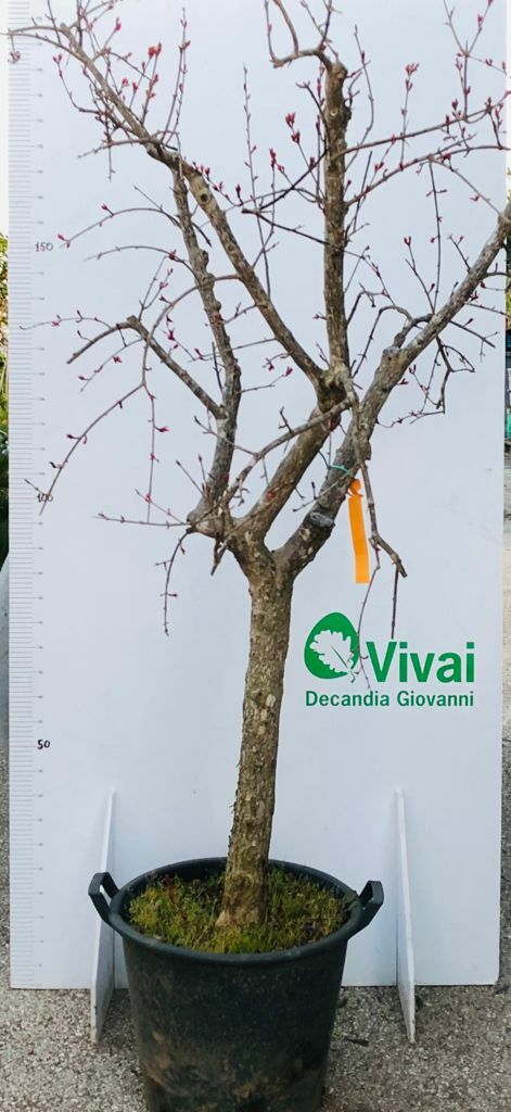 PIANTA DI MELOGRANO MOLLAR (SENZA SEMI) apireno altezza cm 180/190cm in mastello