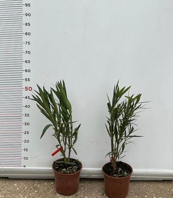 PIANTA DI OLEANDRO ROSA SCURO SOLEIL LEVANT VASO 18 alt.30/40 cm