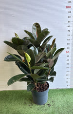 Carica immagine nel visualizzatore Galleria, PIANTA DI FICUS ROBUSTA in Vaso 20 (foto Reali)