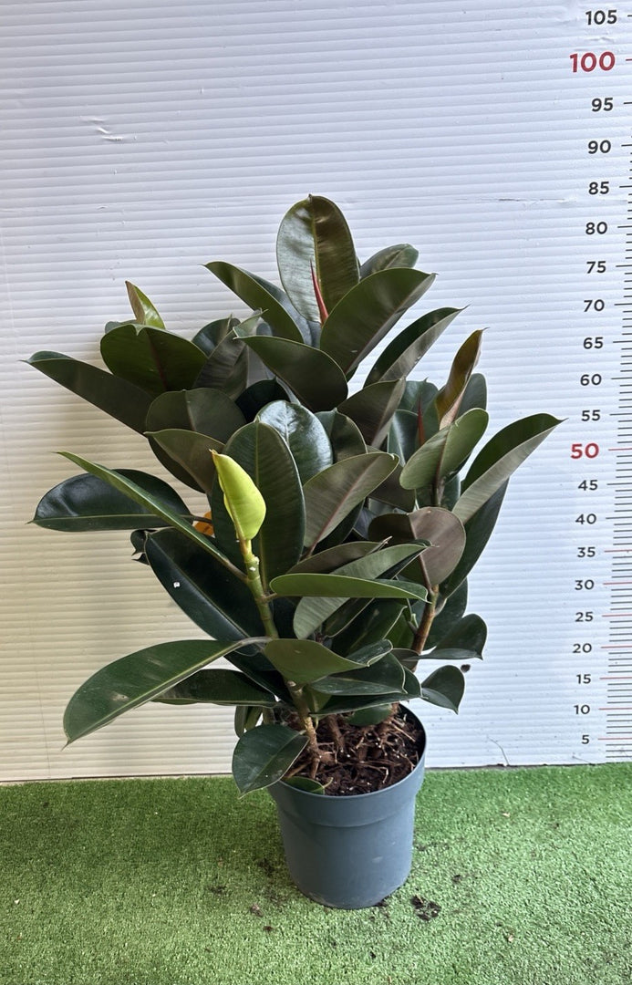 PIANTA DI FICUS ROBUSTA in Vaso 20 (foto Reali)