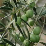 Carica immagine nel visualizzatore Galleria, PIANTA DI ULIVO BELLA DI SPAGNA *da mensa* in vaso 20/fitocella - età 2/3 anni