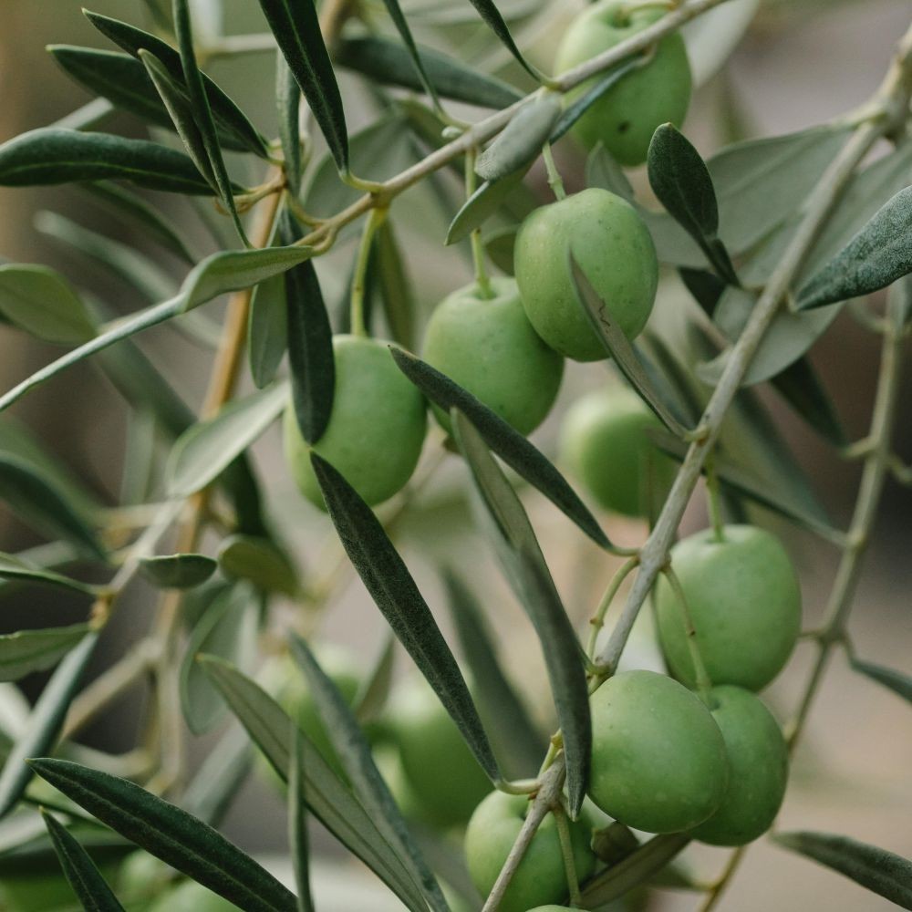 PIANTA DI ULIVO BELLA DI SPAGNA *da mensa* in vaso 20/fitocella - età 2/3 anni