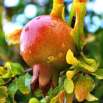 Carica immagine nel visualizzatore Galleria, N. 10 PIANTA DA FRUTTO MELOGRANO MOLLAR DE ELCHE in vaso 20 età 2/3 anni