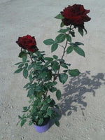 Carica immagine nel visualizzatore Galleria, N. 12  PIANTA  DI ROSE A CESPUGLIO IN VASO CM19 (foto reali) colori assortiti