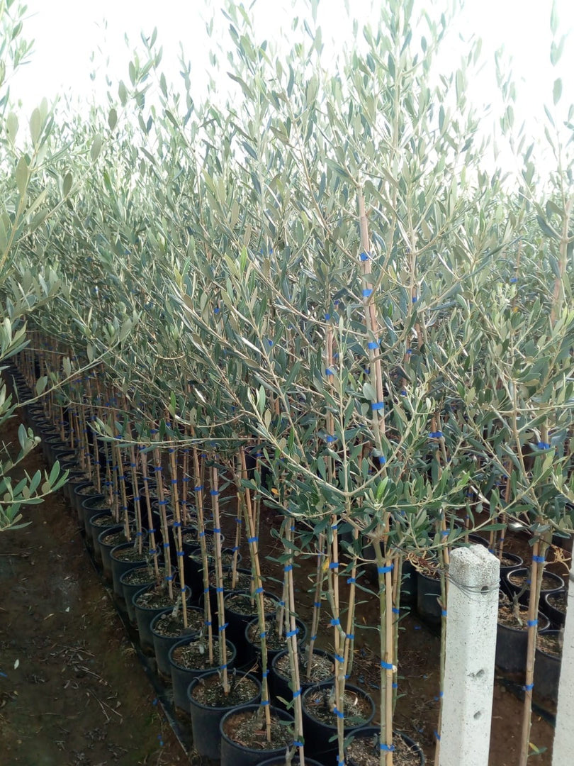 PIANTA DI ULIVO PASOLA DI ANDRIA in vaso 24 età 3/4 anni