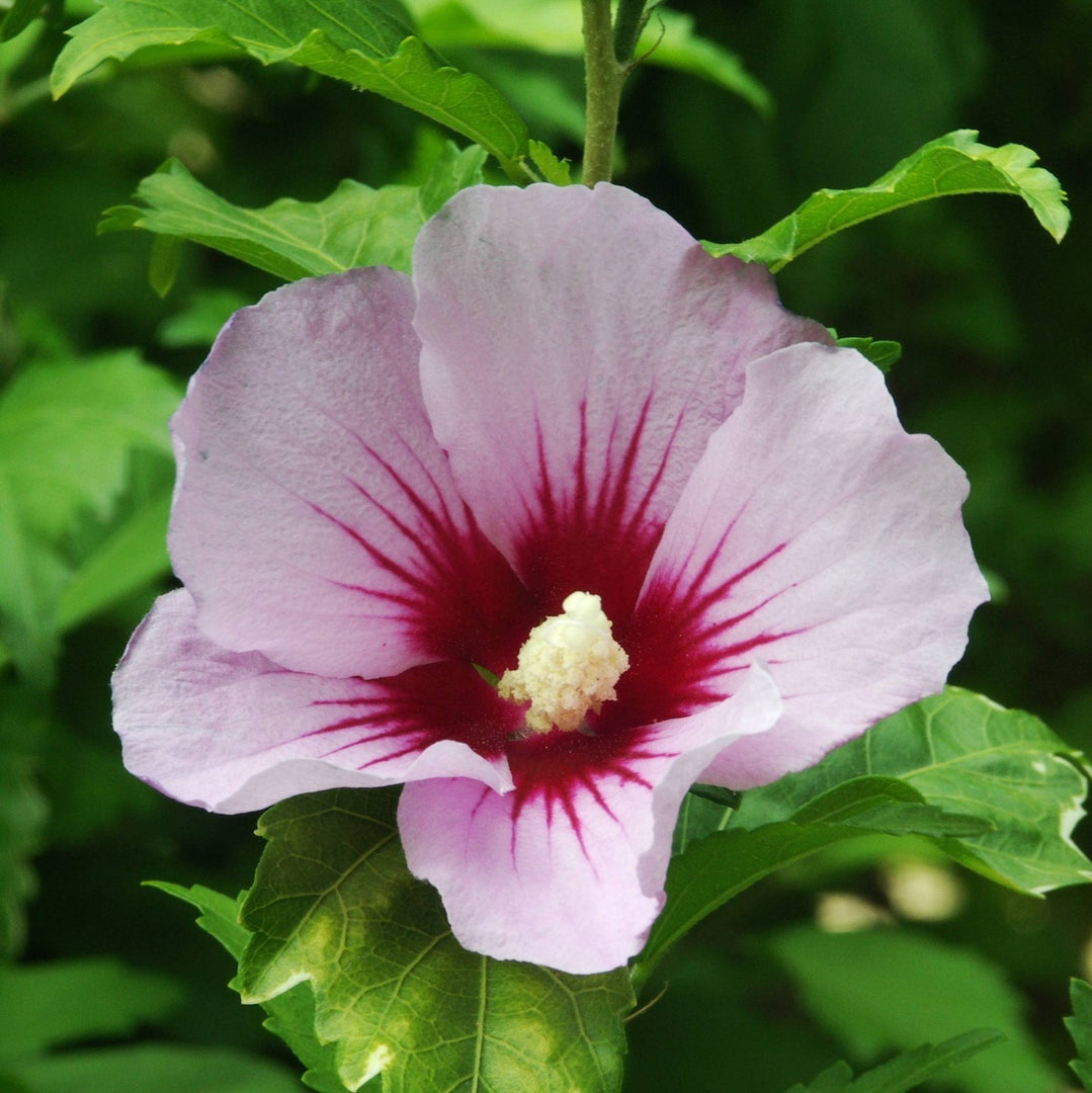 PIANTA DI HIBISCUS SYRIACUS VASO 16 ALTEZZA 30/40 cm COLORI MIX