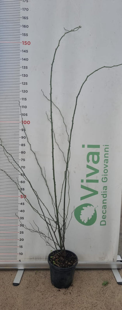 PIANTA DI ROSA CANINA O ROSA SELVATICA IN VASO 18 - FOTO REALE