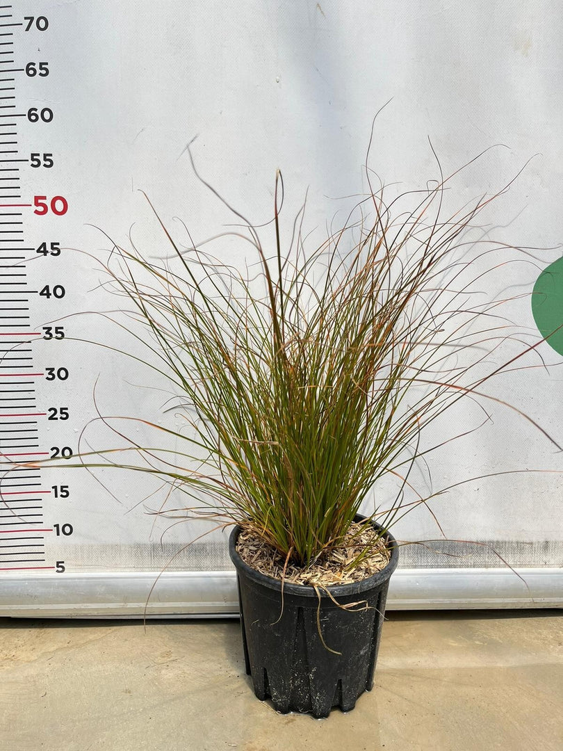 CAREX TESTACEA pianta graminacea erbacea perenne