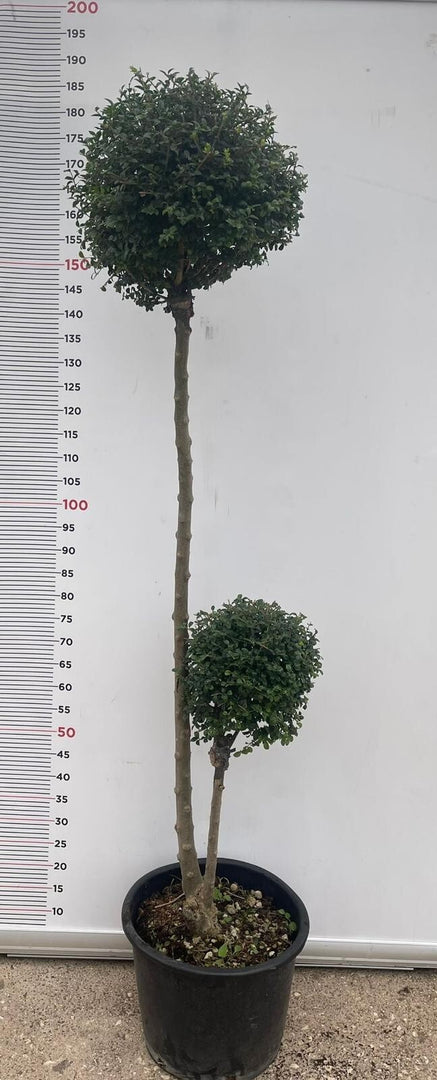 PIANTA DI LIGUSTRUM JONANDDRUM IN VASO ALBERELLO DUE SFERE (foto reali) LIGUSTRO