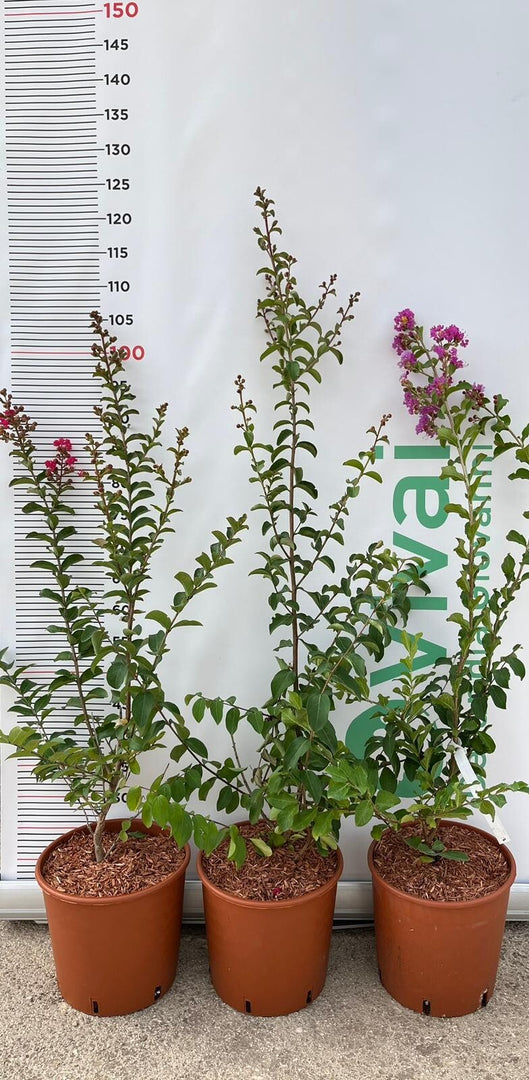 PIANTA DI LAGERSTROEMIA INDICA ROSA CHOCTAW VASO 20 CM  (foto reale)