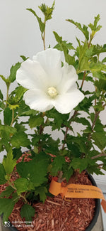 Carica immagine nel visualizzatore Galleria, PIANTA DI HIBISCUS SYRIACUS IN VASO 20 CM VARIETA' MIX