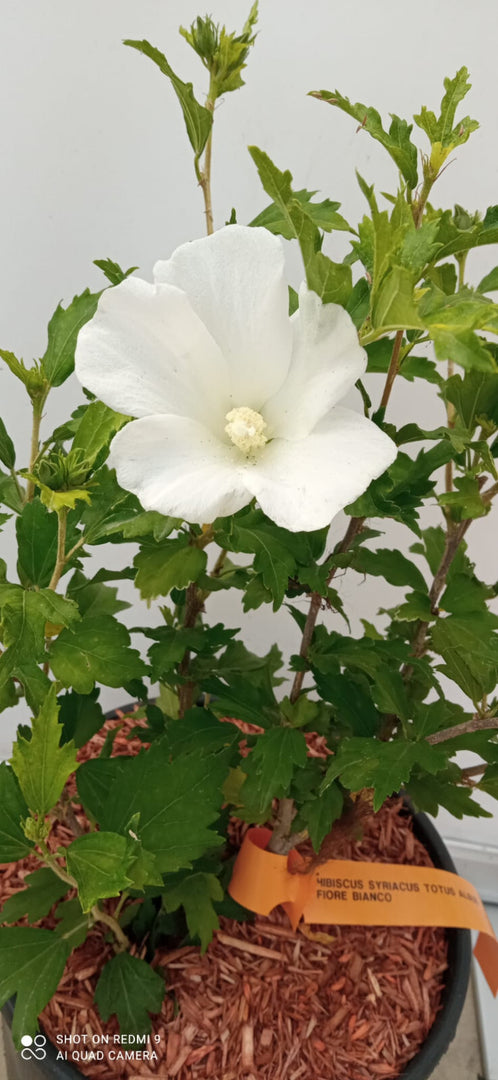 PIANTA DI HIBISCUS SYRIACUS IN VASO 20 CM VARIETA' MIX