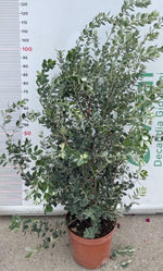 Carica immagine nel visualizzatore Galleria, PIANTA DI METROSIDEROS EXCELSA IN VASO 30 altezza cm 150/160 cm