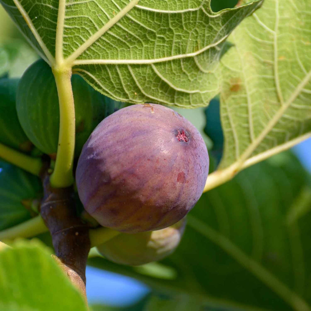 PIANTA DA FRUTTO FICO CERRETO in vaso 24 età 3/4 anni