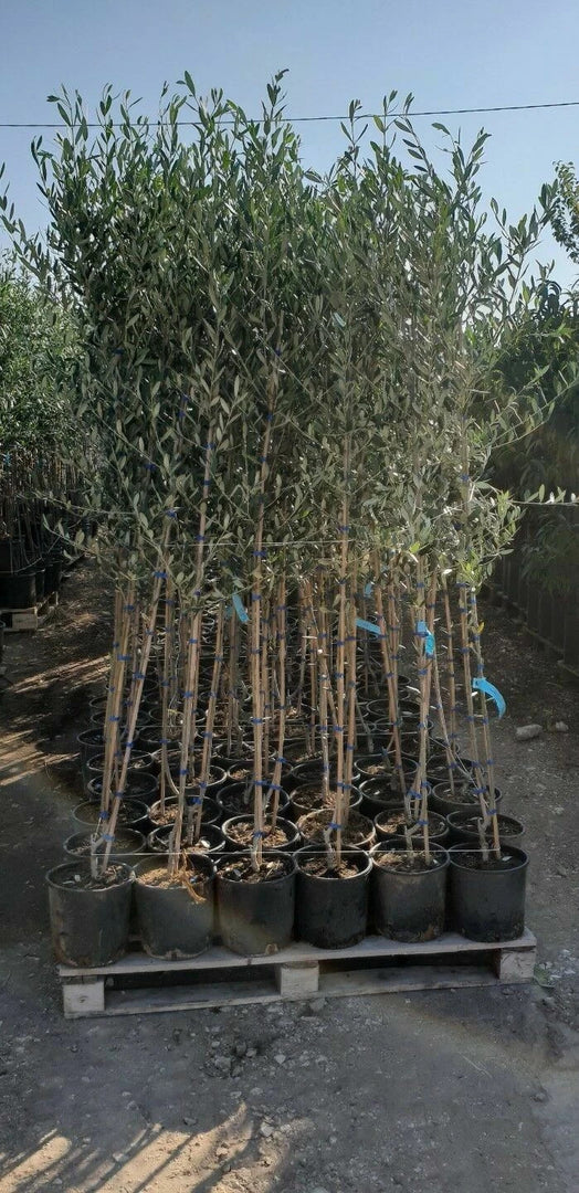 PIANTA DI ULIVO GENTILE DI CHIETI in vaso 20/fitocella - età 2/3 anni
