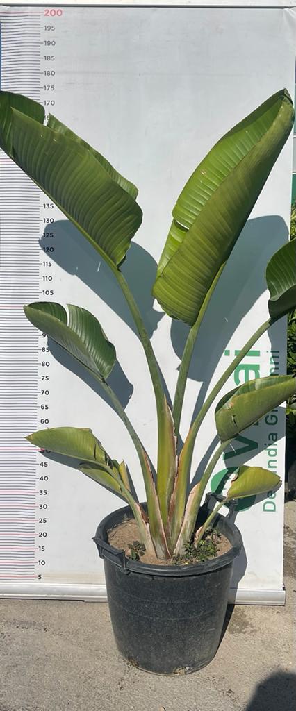 PIANTA DI STRELITZIA NICOLAI IN MASTELLO  ALTEZZA 140/150 CM (foto reali)