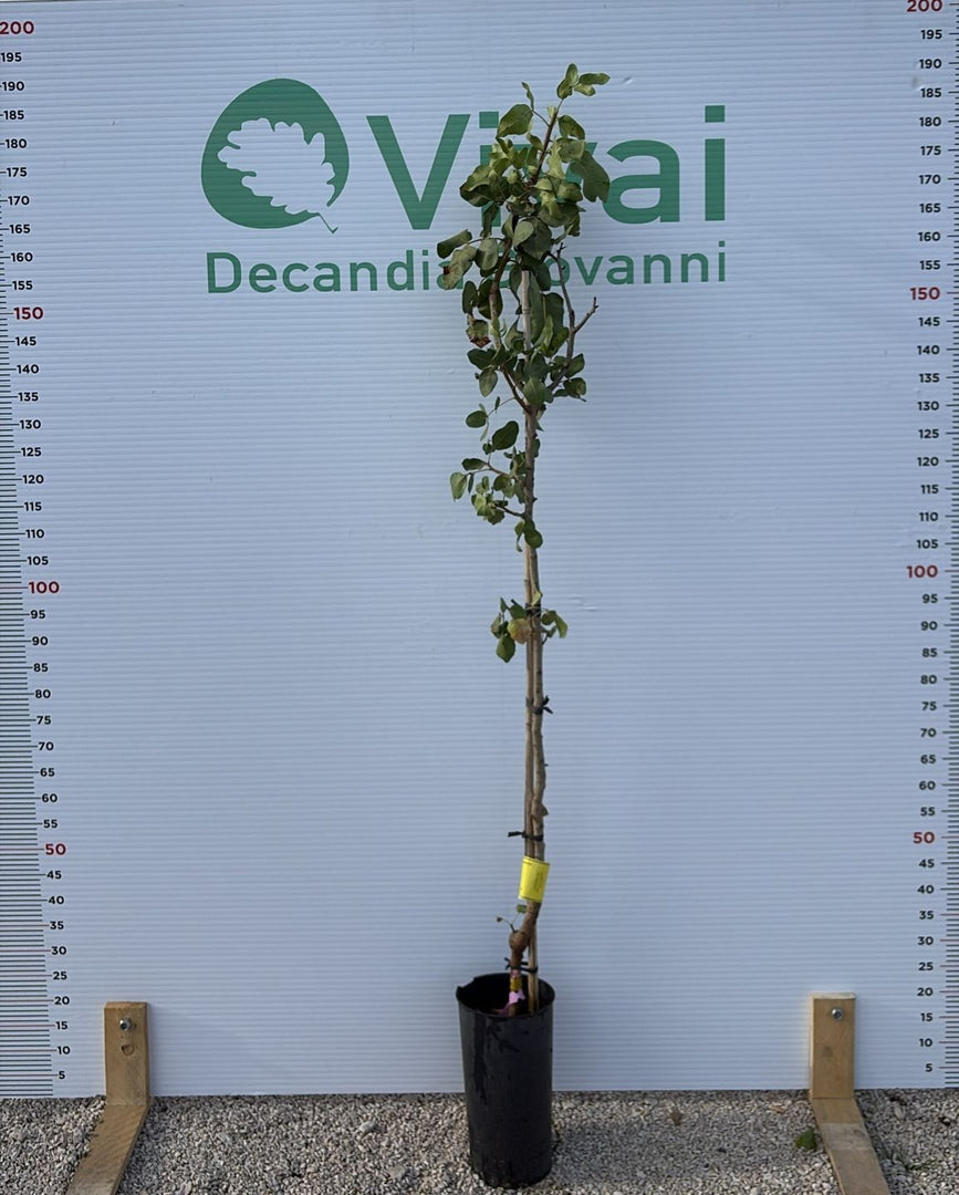PIANTA DI PISTACCHIO VARIETA RANDY IN VASO PORTAINNESTO UCB1 (maschio)