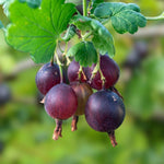 Carica immagine nel visualizzatore Galleria, PIANTA DI JOSTA in vaso 16/18 (foto reali)