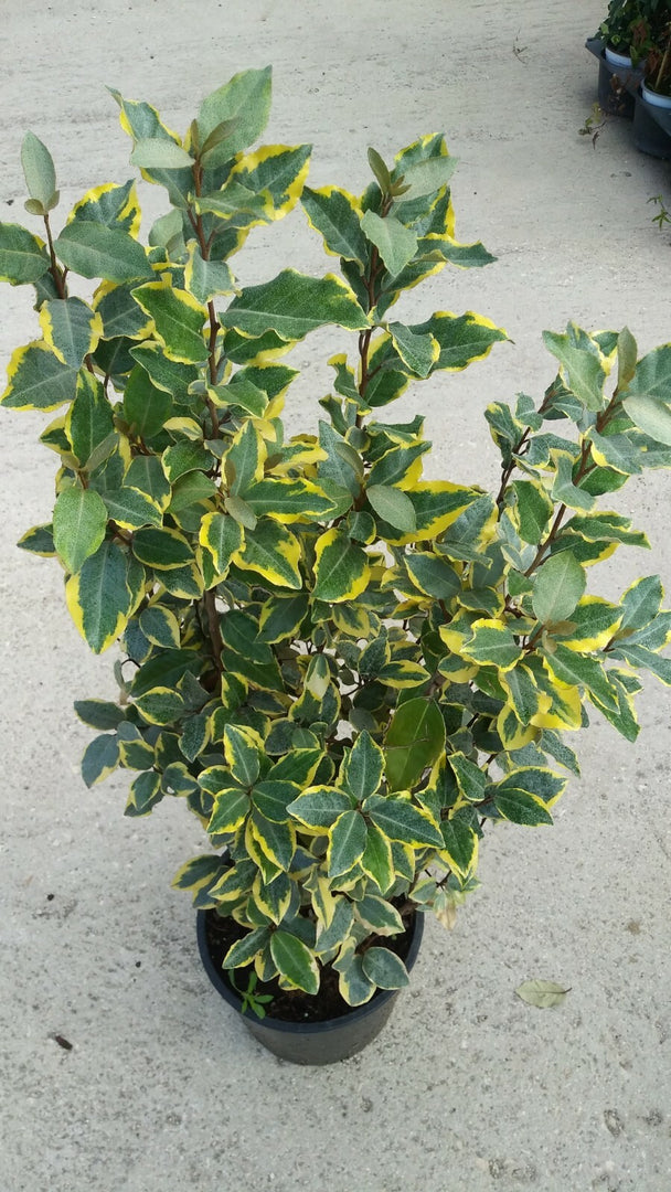 PIANTA DI ELEAGNUS EBBINGEI AUREA IN VASO 24 altezza 80/100 cm (foto reali)