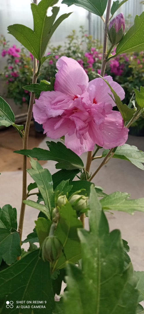 PIANTA DI HIBISCUS SYRIACUS IN VASO 20 CM VARIETA' MIX