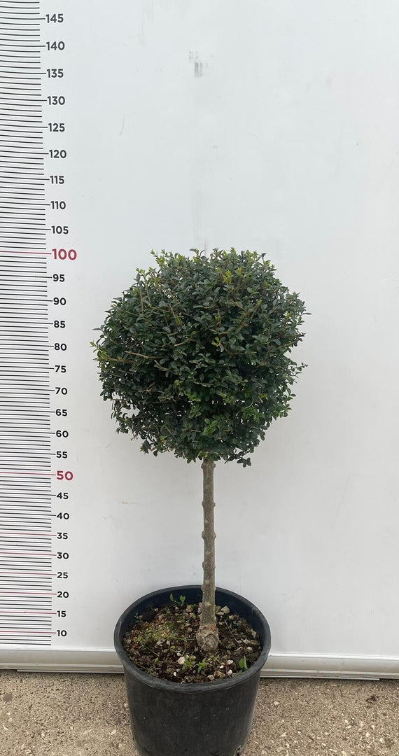 PIANTA DI LIGUSTRUM JONANDDRUM IN VASO ALBERELLO 1/4 FUSTO (foto reali) LIGUSTRO