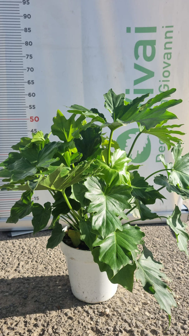 PIANTA DI PHILODENDRON SELLOUM SHANGRI-LA IN VASO 20 CM  (foto reale) DA INTERNO