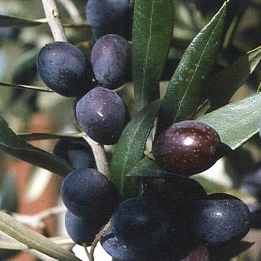PIANTA DI ULIVO LECCINO in vaso 20/fitocella - età 2/3 anni