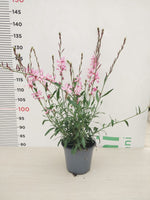 Carica immagine nel visualizzatore Galleria, PIANTA DI GAURA LINDHEIMERI IN VASO 14 COLORI ASSORTITI