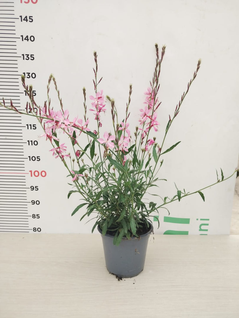 PIANTA DI GAURA LINDHEIMERI IN VASO 14 COLORI ASSORTITI