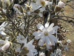 Carica immagine nel visualizzatore Galleria, PIANTA DI MAGNOLIA STELLATA A CESPUGLIO V.24 alt.70/80 CM  (foto reale)