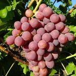 Carica immagine nel visualizzatore Galleria, PIANTA DA FRUTTO UVA RED GLOBE in vaso età 2/3 anni (foto reali)