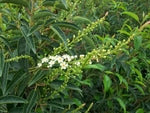 Carica immagine nel visualizzatore Galleria, PIANTA DI PRUNUS LUSITANICA ANGUSTIFOLIA in vaso clt 15 (FOTO REALE)