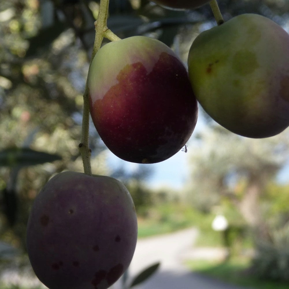 PIANTA DI ULIVO GENTILE DI CHIETI in vaso 20/fitocella - età 2/3 anni