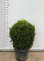 Carica immagine nel visualizzatore Galleria, PIANTA DI CUPRESSOCYPARIS LEYLANDII C.W GOLD PALLA VASO CLT 18  (foto reali)